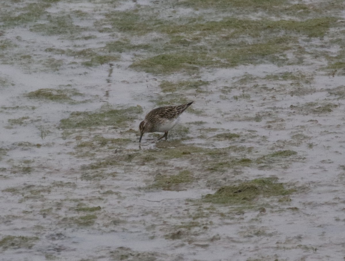 Pectoral Sandpiper - ML328817651