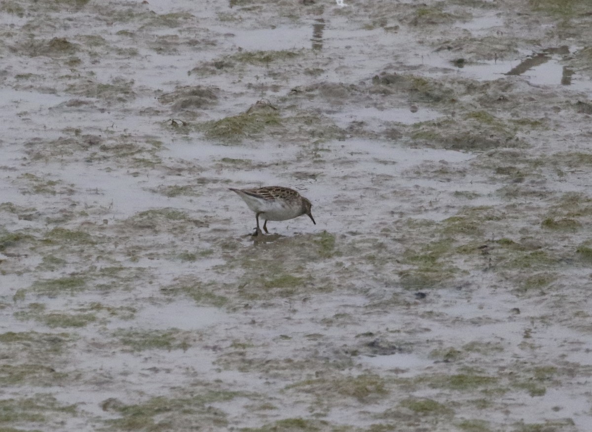 Pectoral Sandpiper - Carol Ortenzio