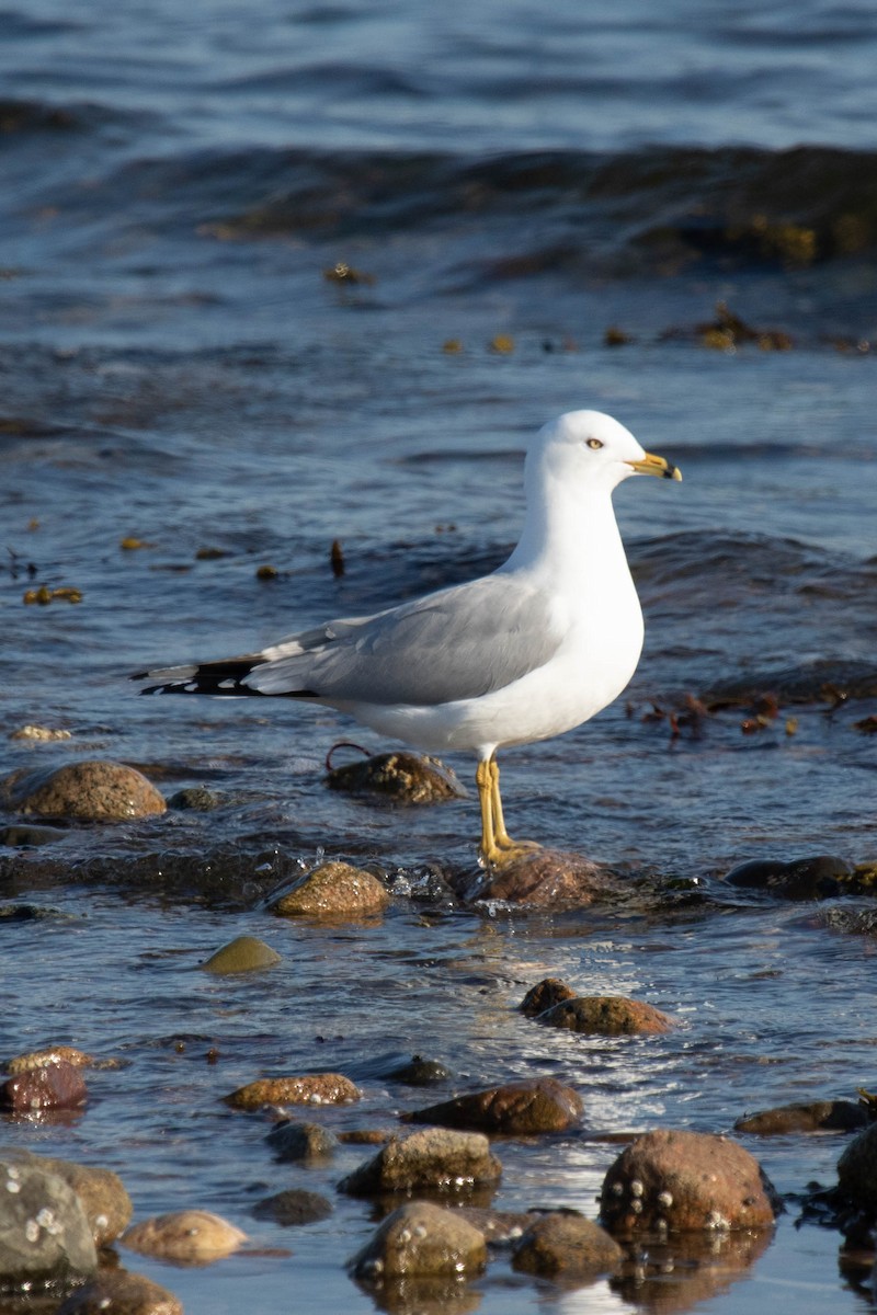 Ring-billed Gull - David McCorquodale