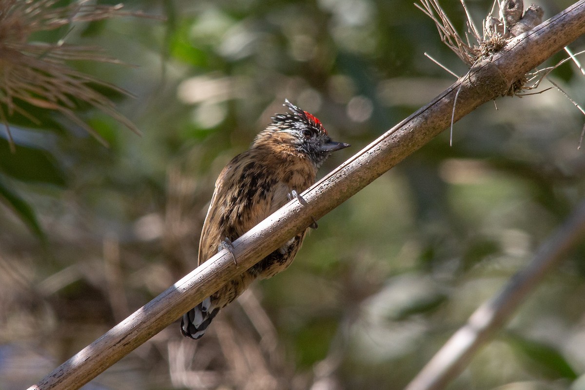 Mottled Piculet - ML328821151