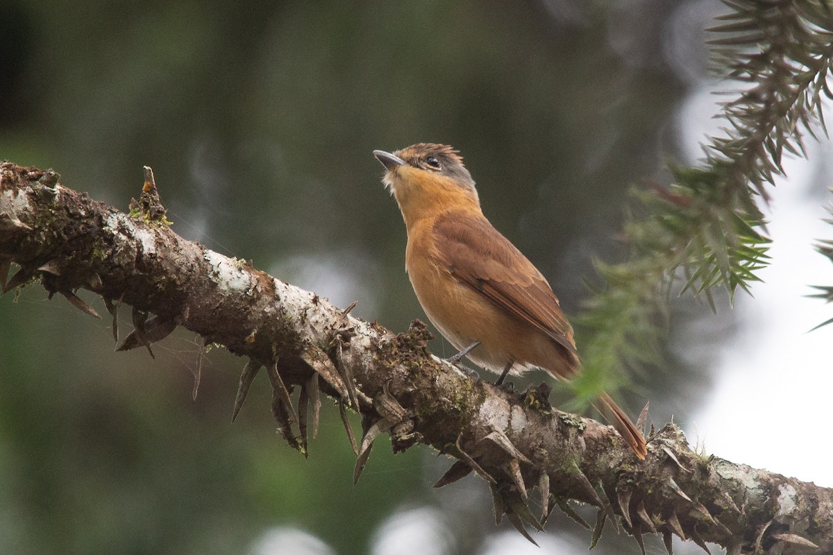 Chestnut-crowned Becard - João Vitor Andriola