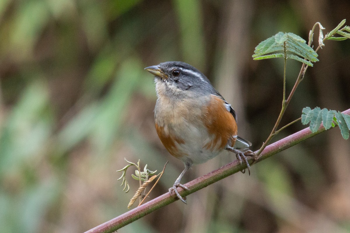 Gray-throated Warbling Finch - ML328821311