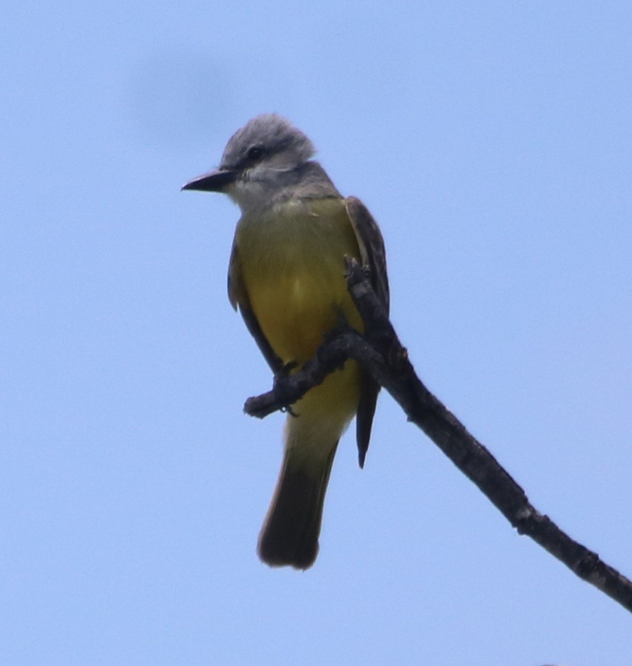 Couch's Kingbird - Isaiah Nugent