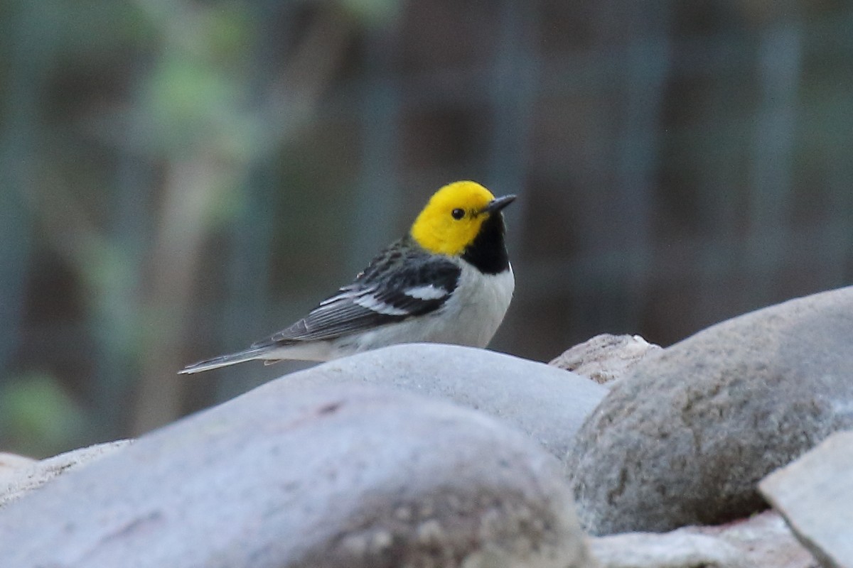 Hermit Warbler - ML328826251