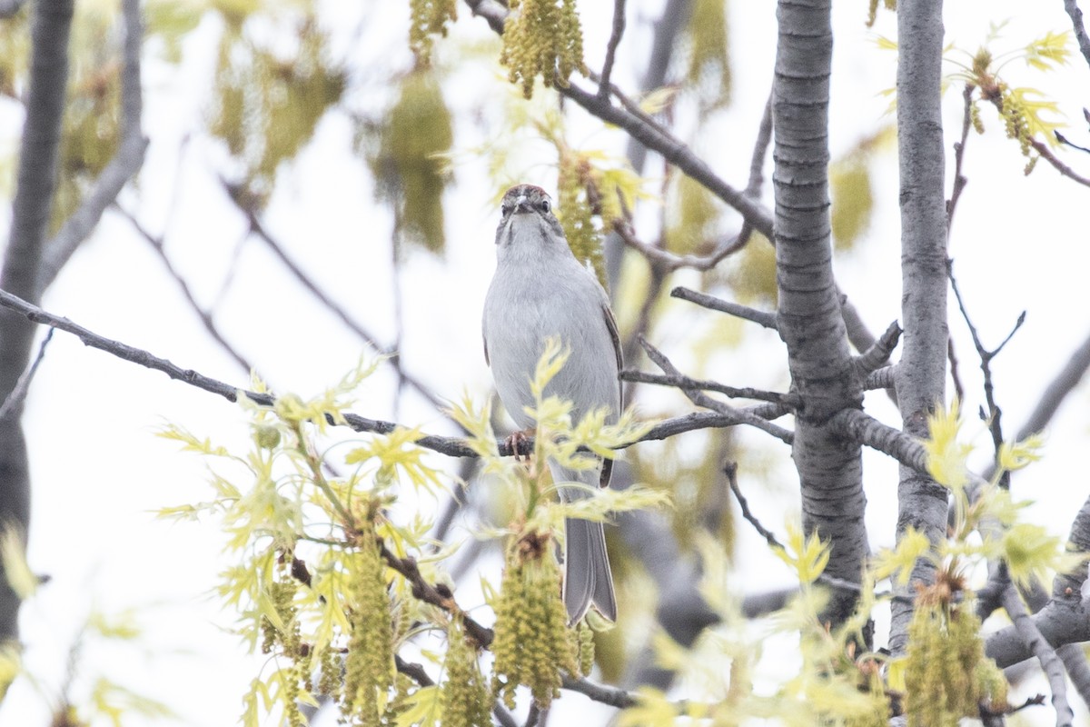 Chipping Sparrow - Ryan Mandelbaum