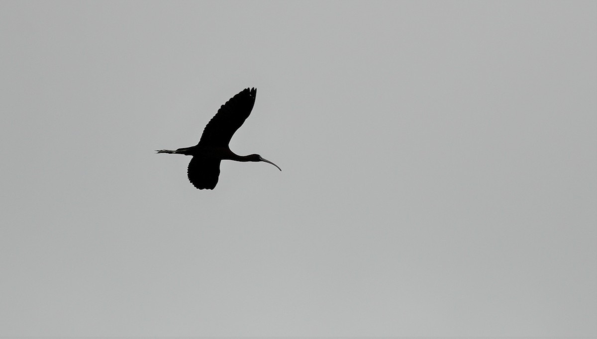 Glossy Ibis - ML328827831