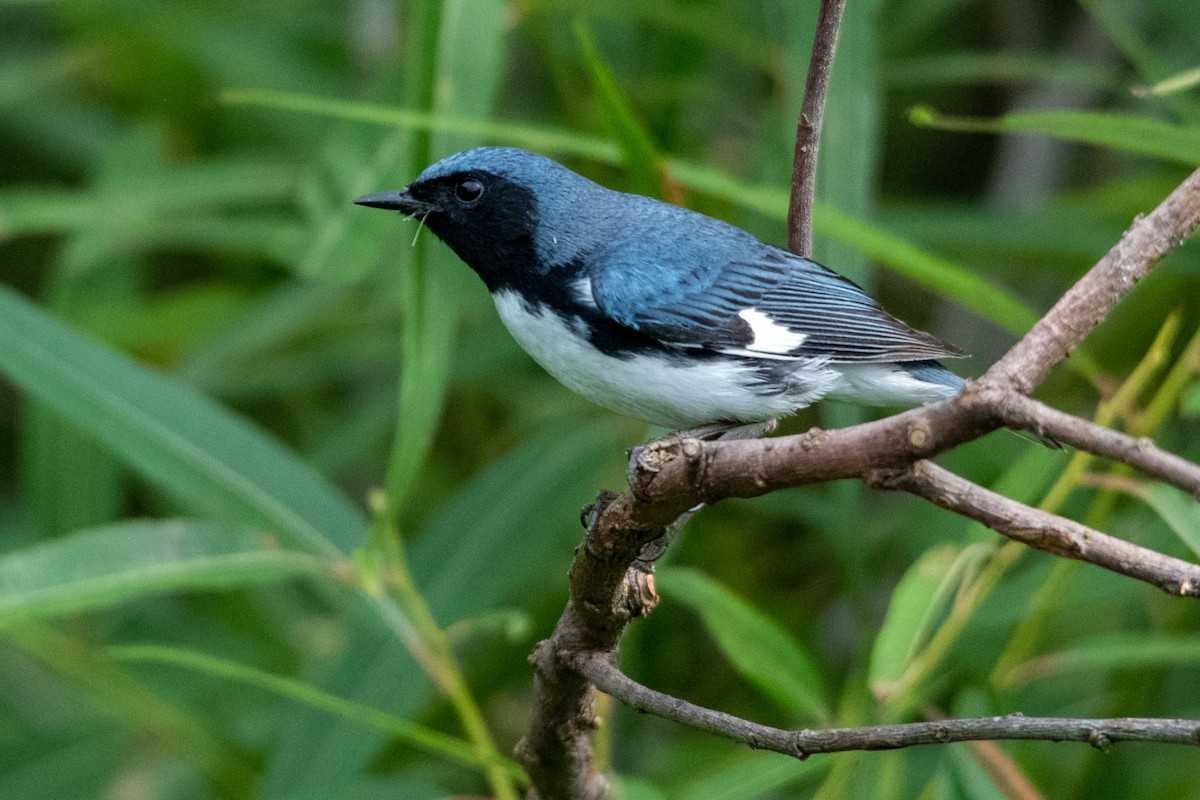 Black-throated Blue Warbler - ML328829351