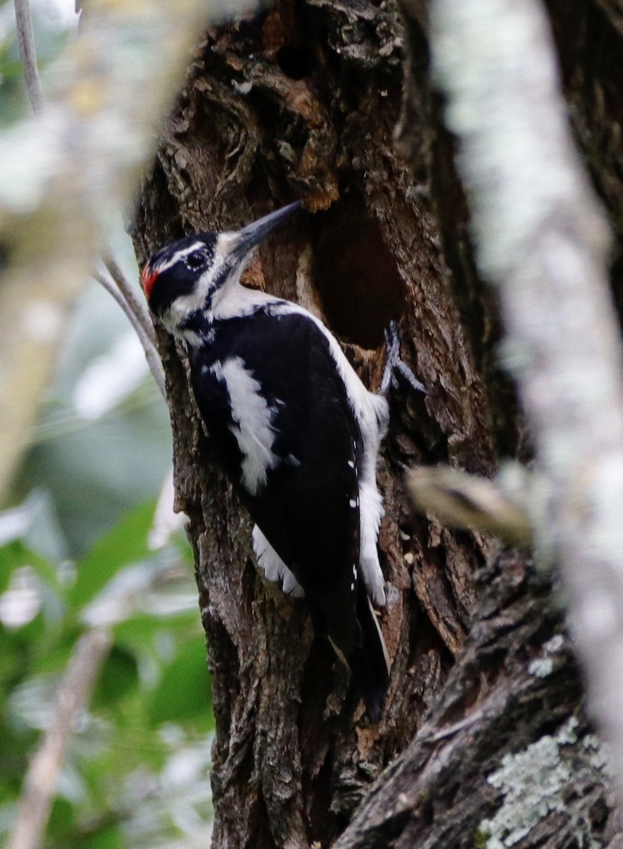 Hairy Woodpecker - ML328830641