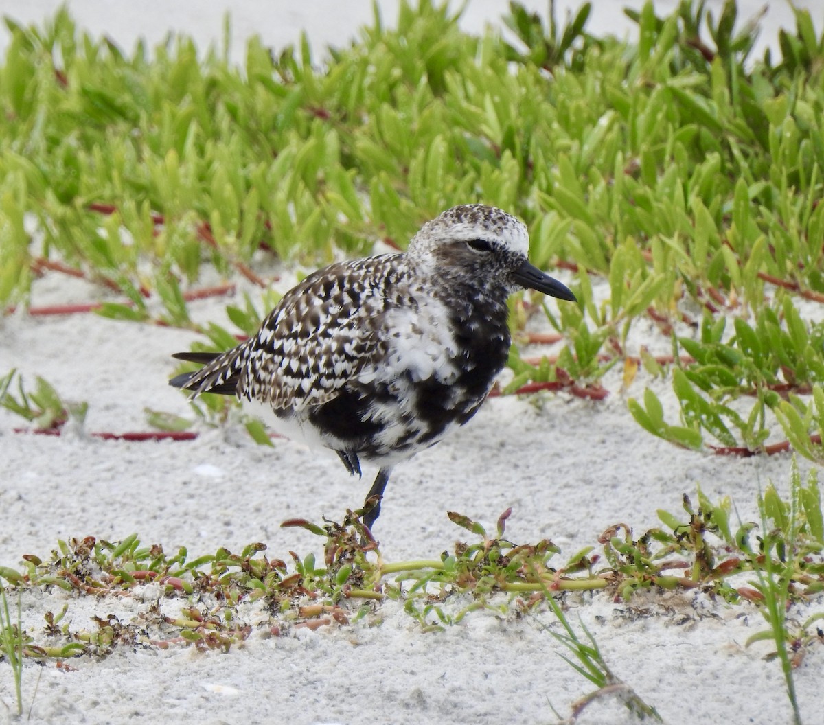 Black-bellied Plover - ML328835261