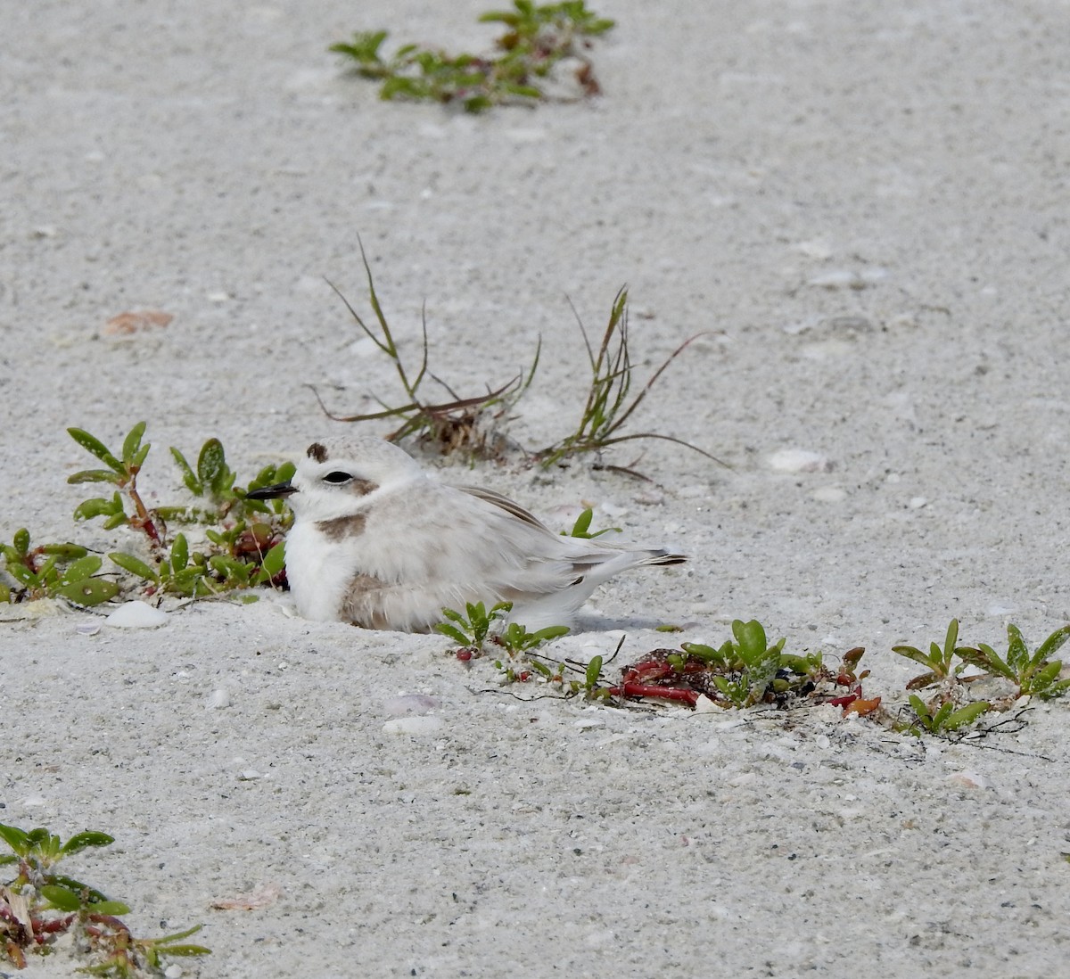 Snowy Plover - ML328835371