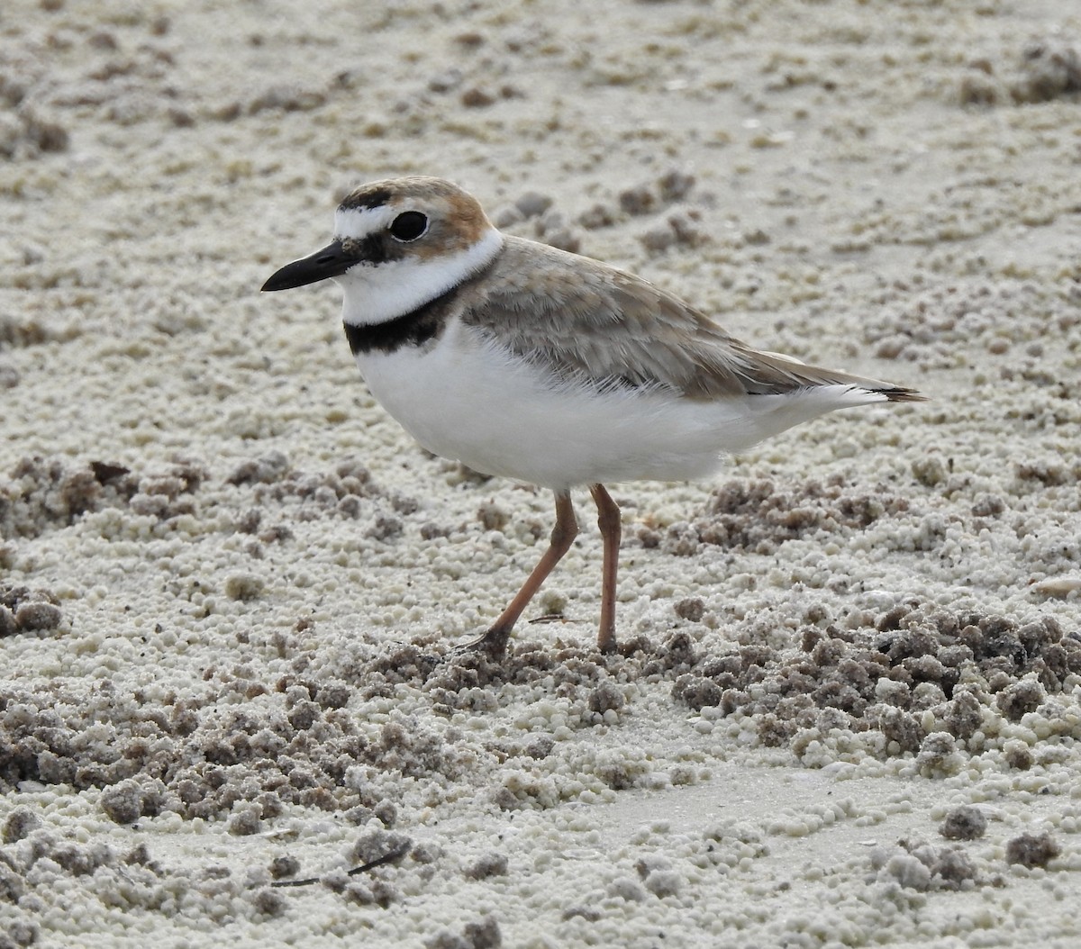 Wilson's Plover - ML328835541