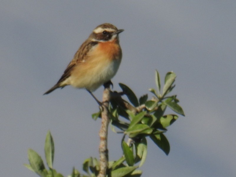 Whinchat - ML328835631