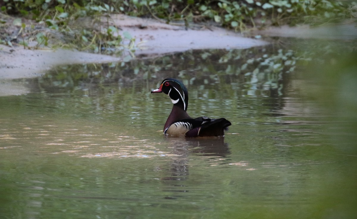 Wood Duck - Margareta Wieser