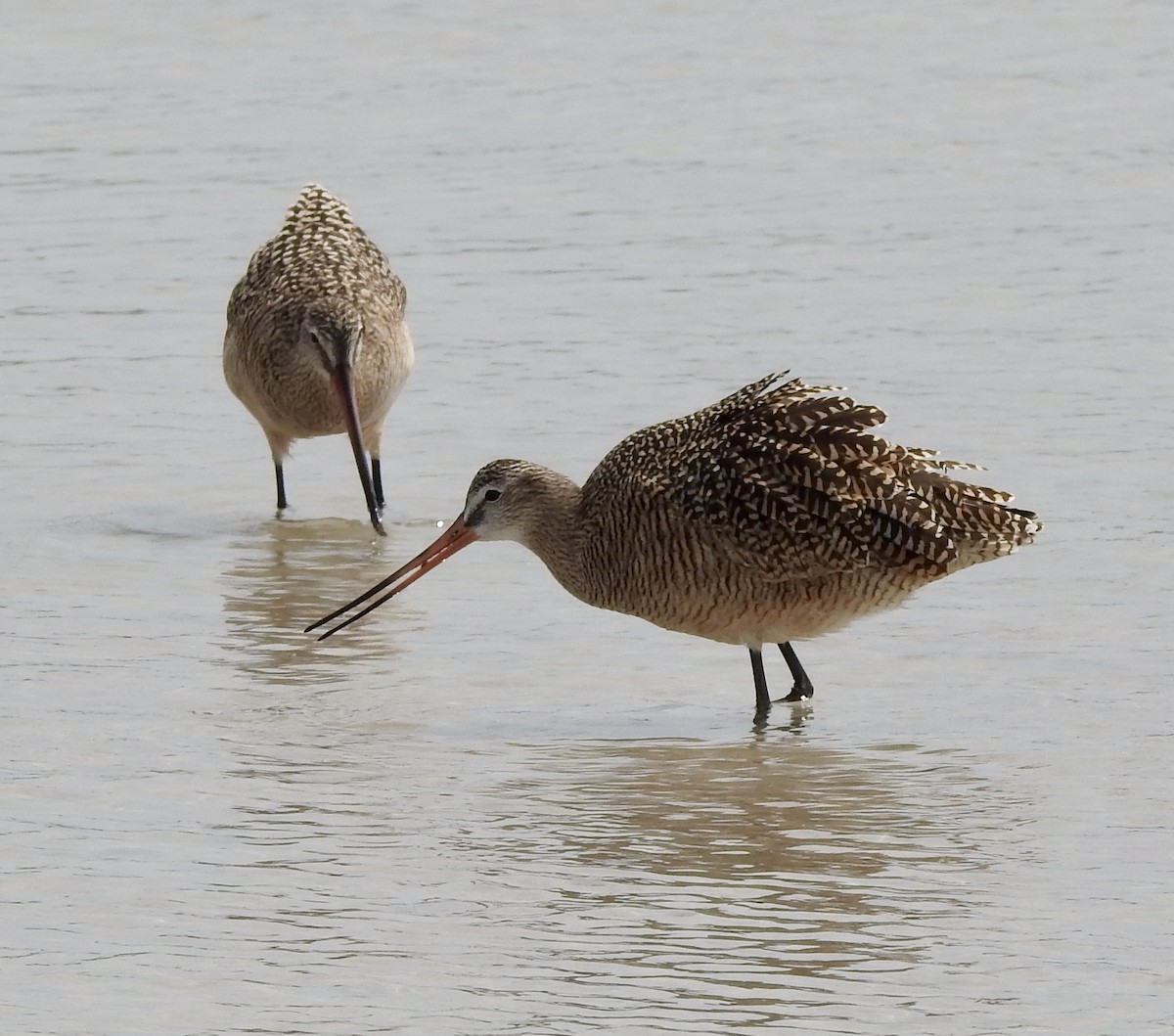 Marbled Godwit - ML328835841