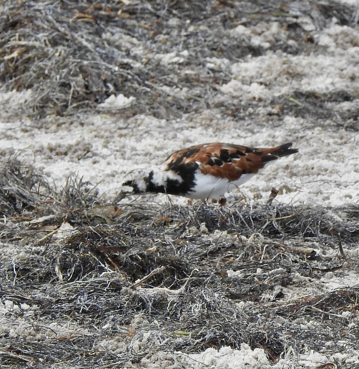 Ruddy Turnstone - ML328836171