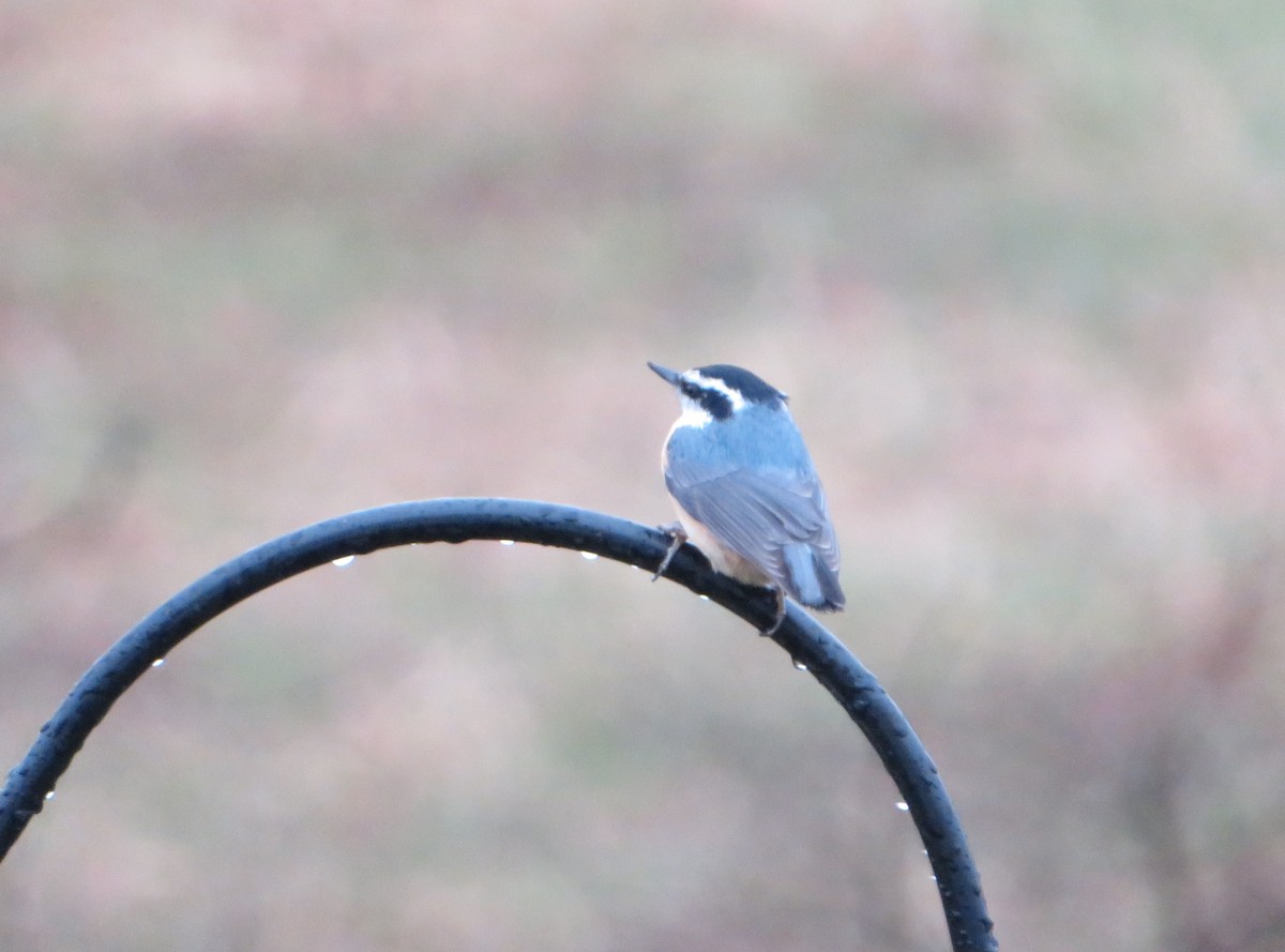 Red-breasted Nuthatch - ML328836351