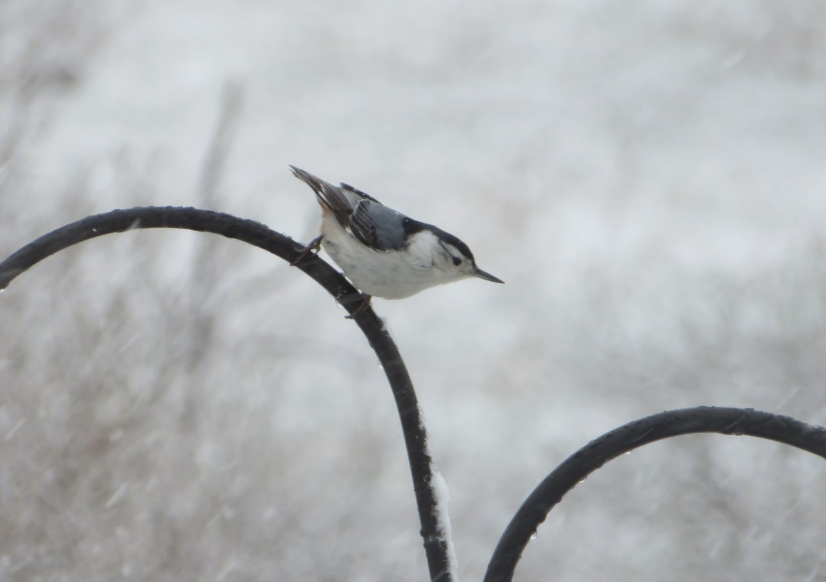 White-breasted Nuthatch - ML328836441