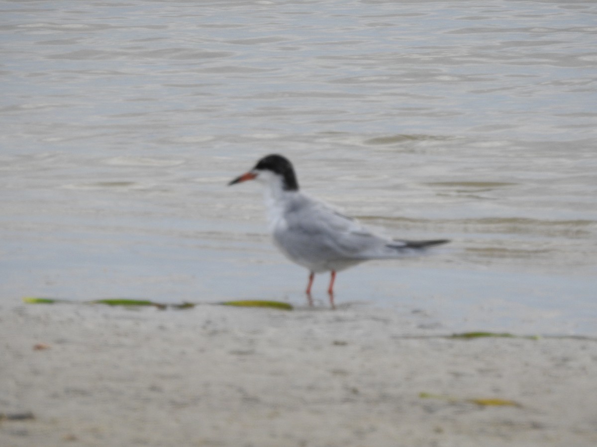 Forster's Tern - jack foard