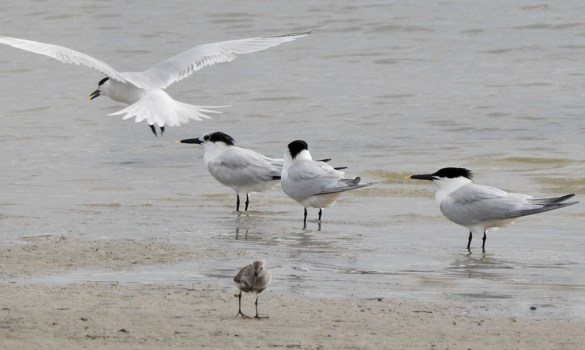 Sandwich Tern - ML328836931