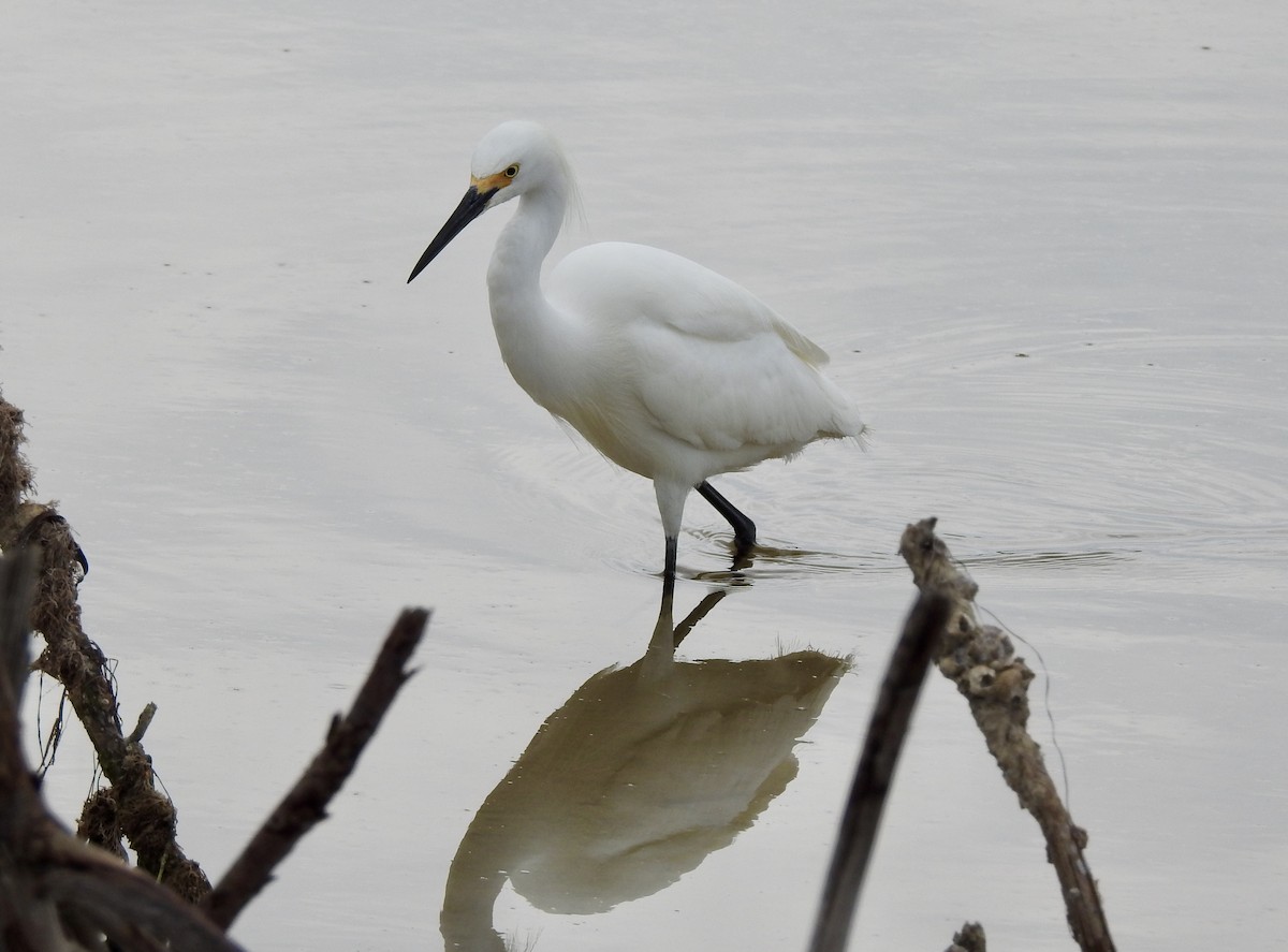 Snowy Egret - ML328837061