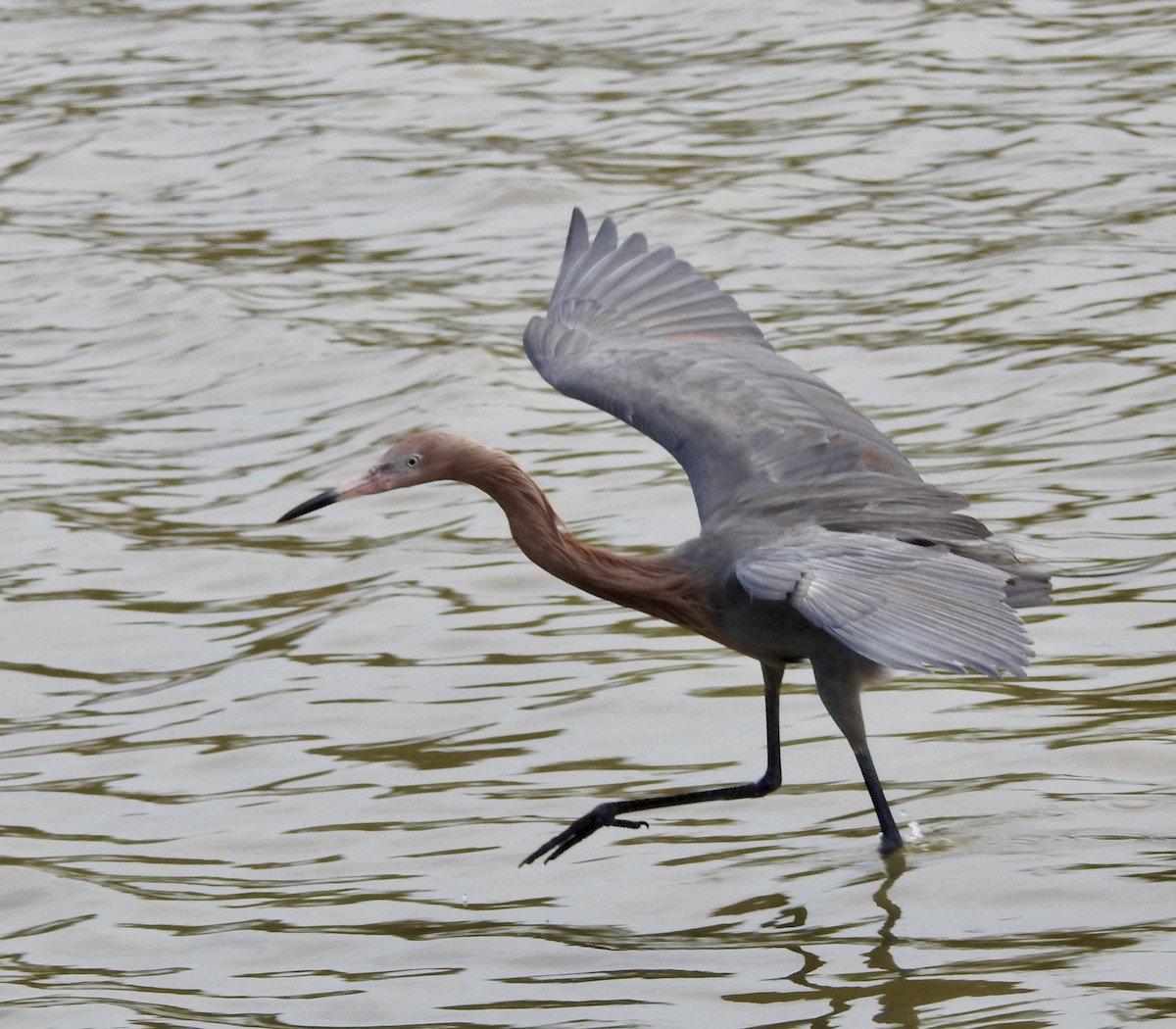 Reddish Egret - ML328837391