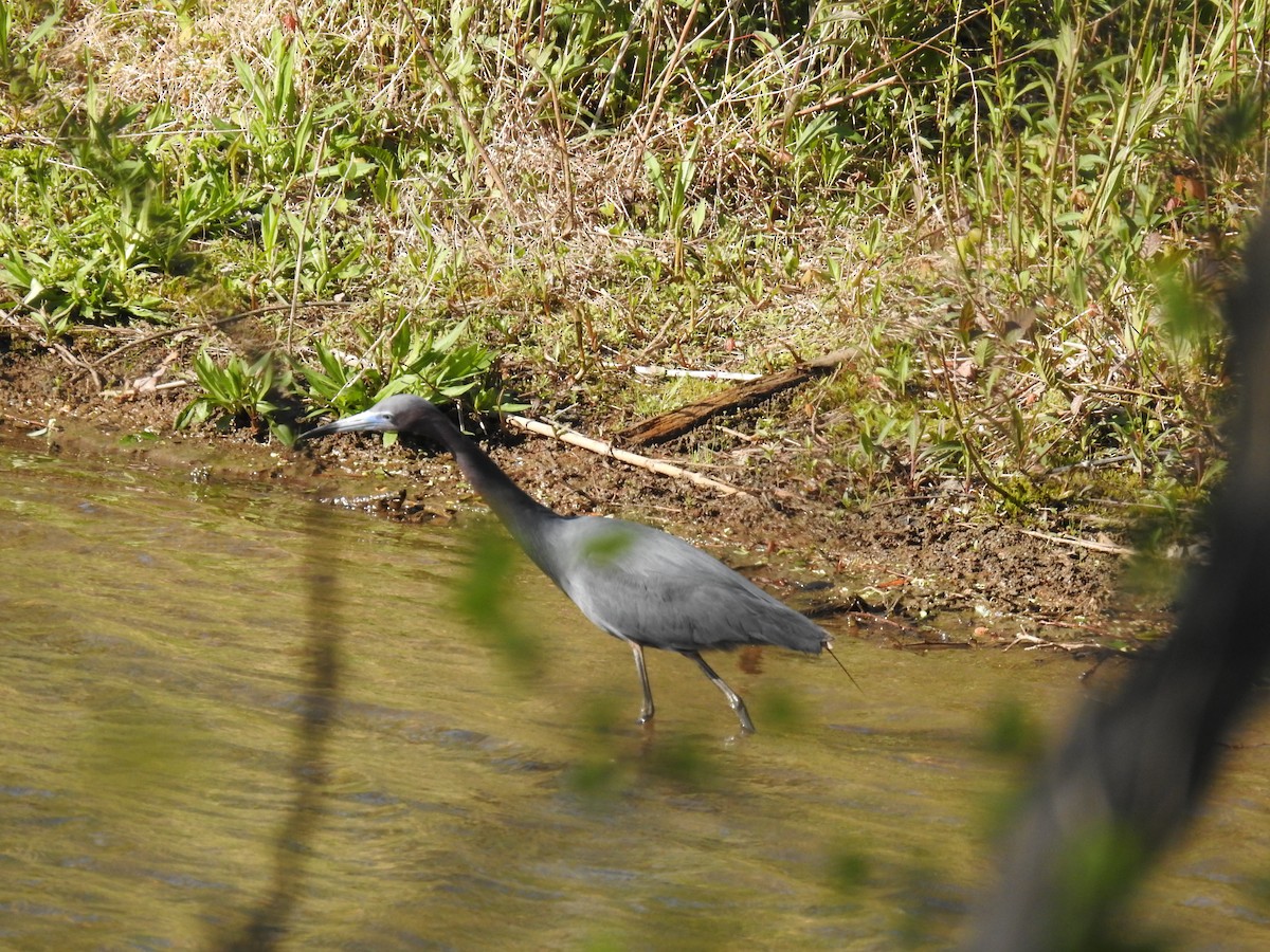 blåhegre - ML328837641