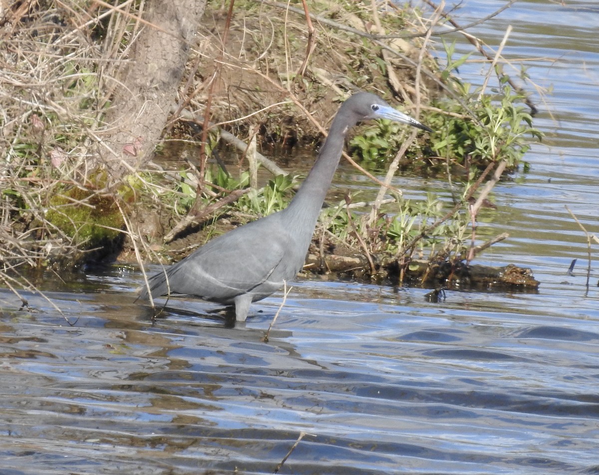blåhegre - ML328837761