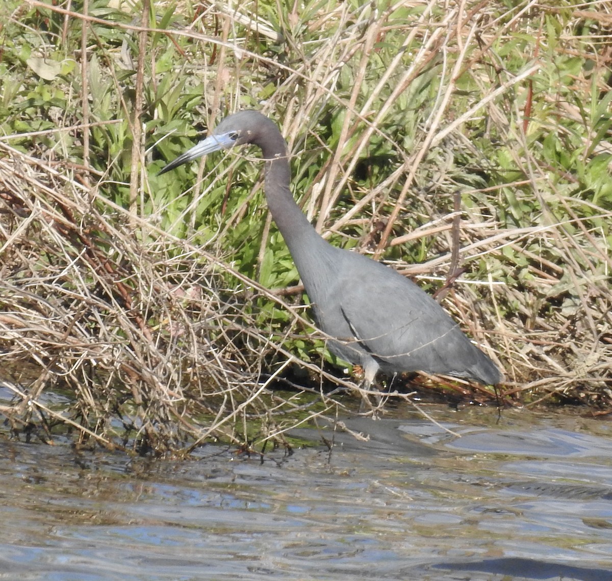 blåhegre - ML328837861