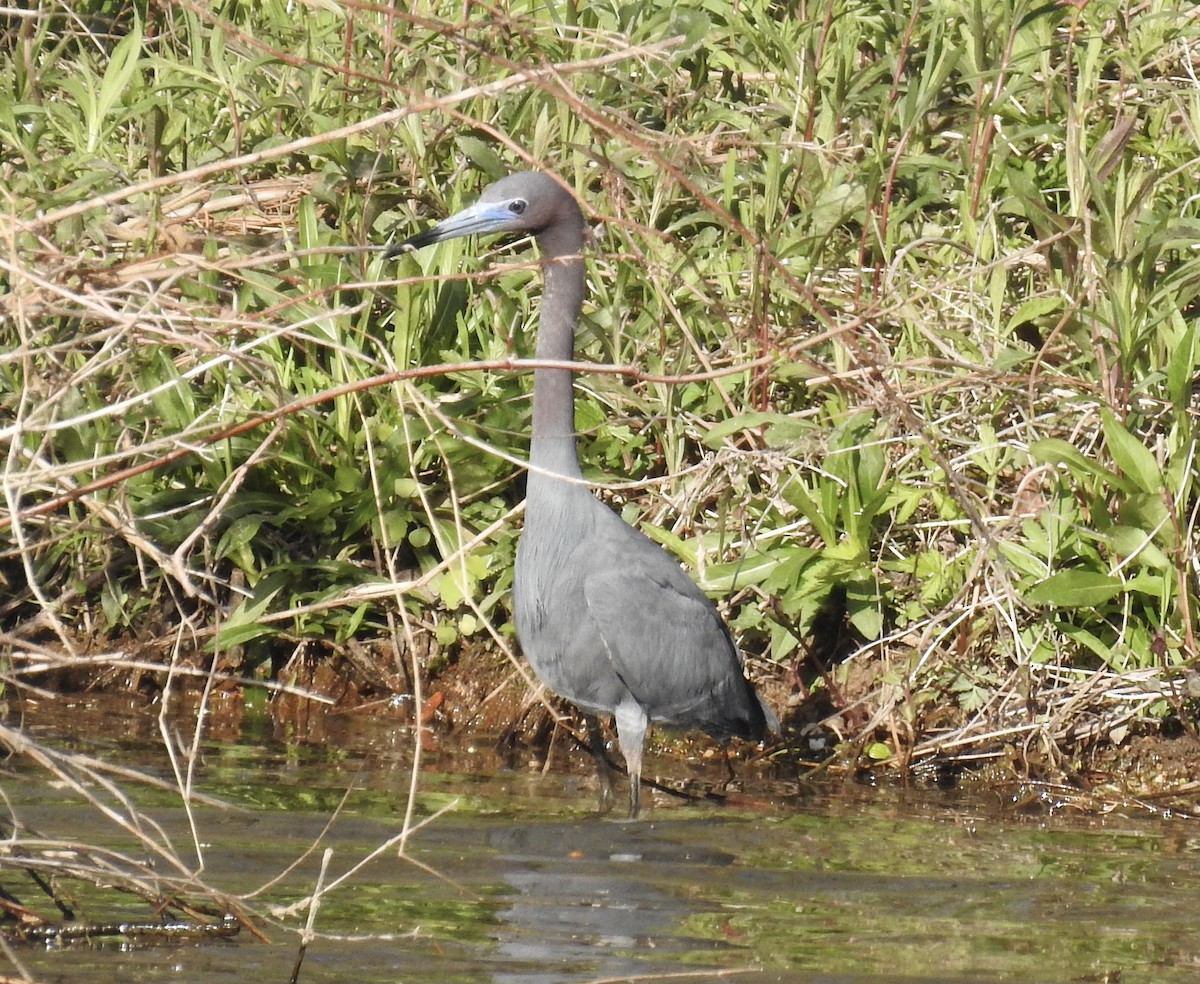 blåhegre - ML328837961
