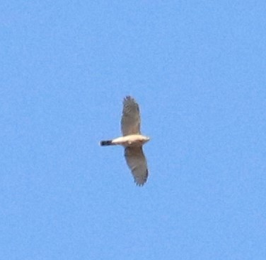 Cooper's Hawk - ML328840811