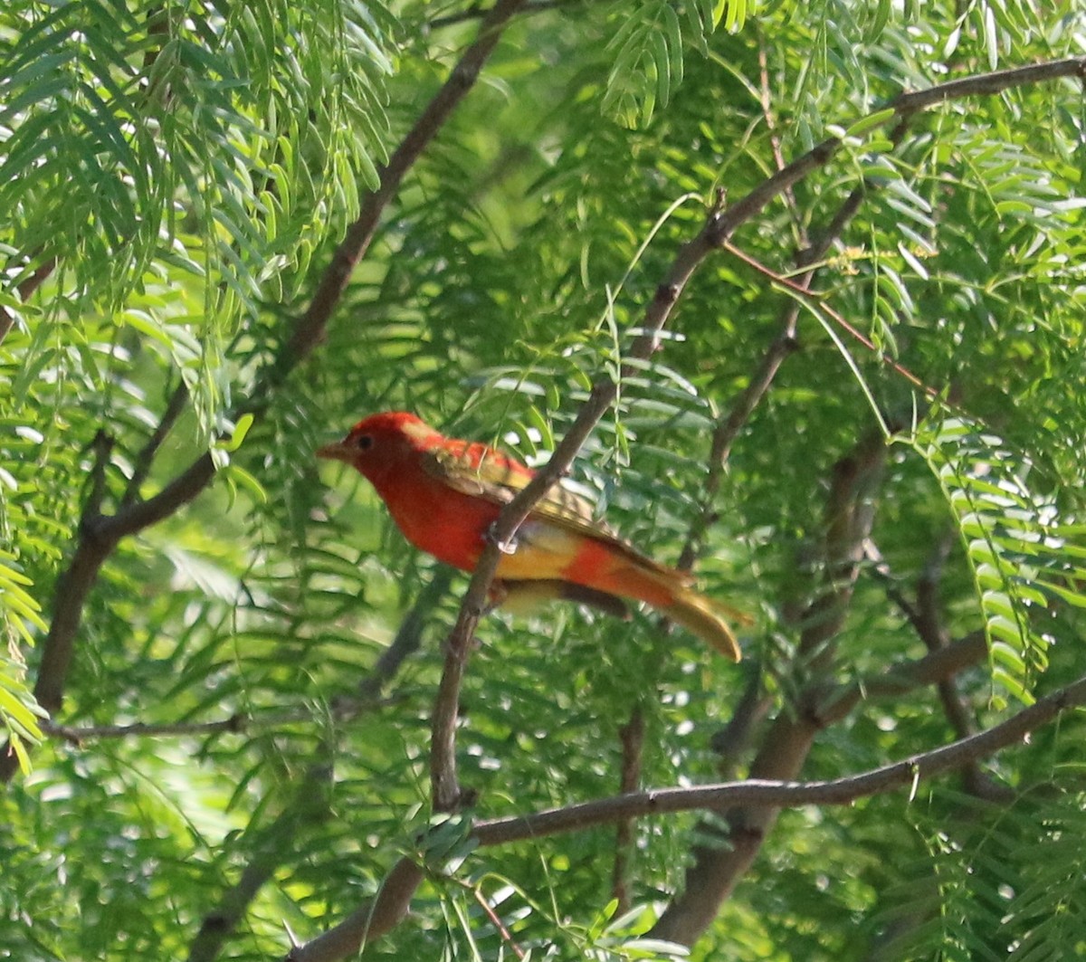 Sommerkardinal - ML328841401