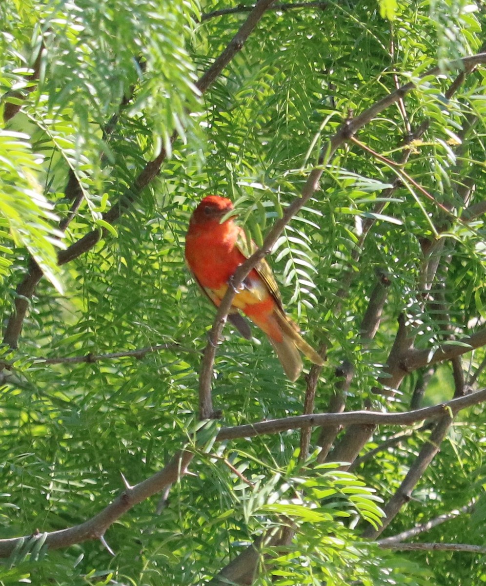 Summer Tanager - Alice Hempel