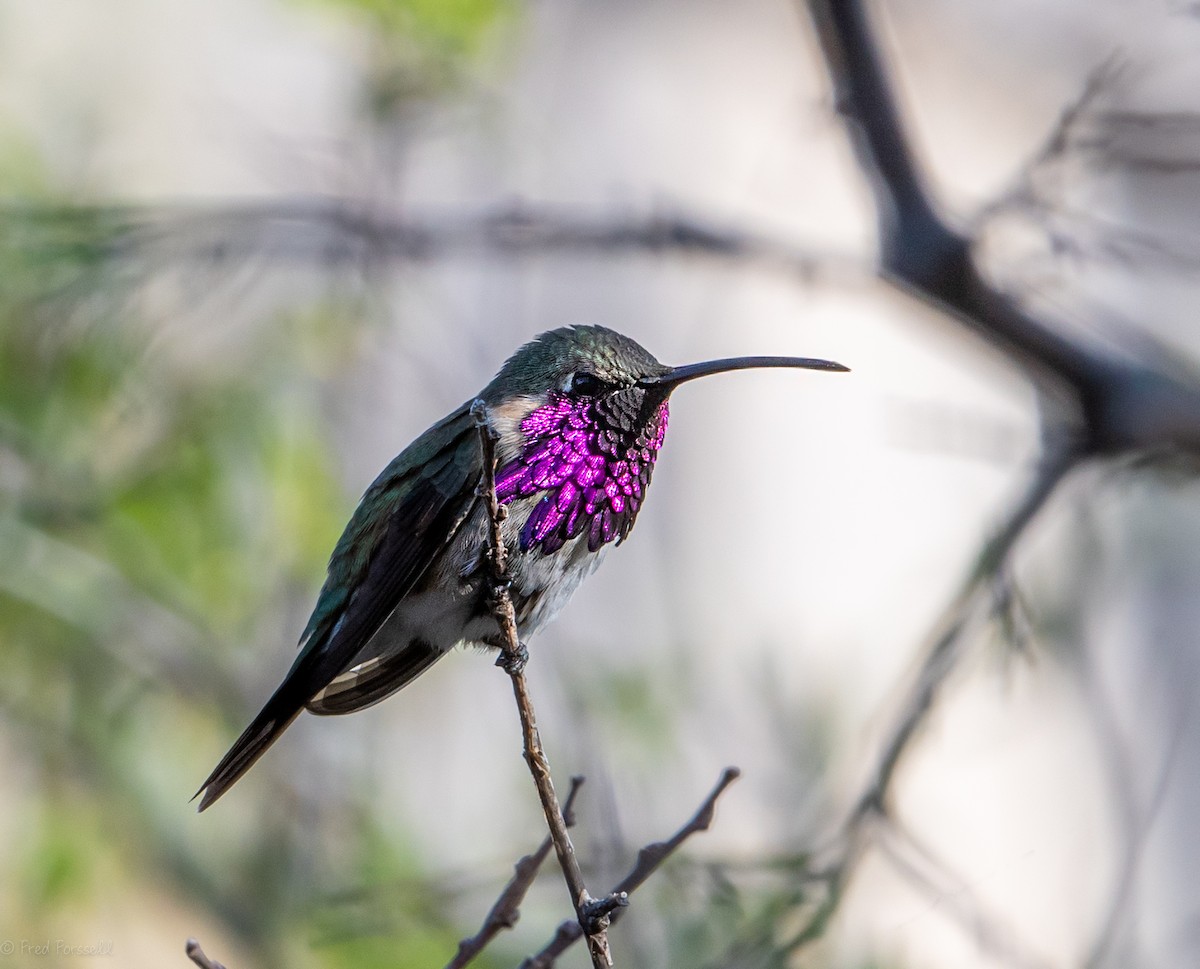 Lucifer Hummingbird - Fred Forssell