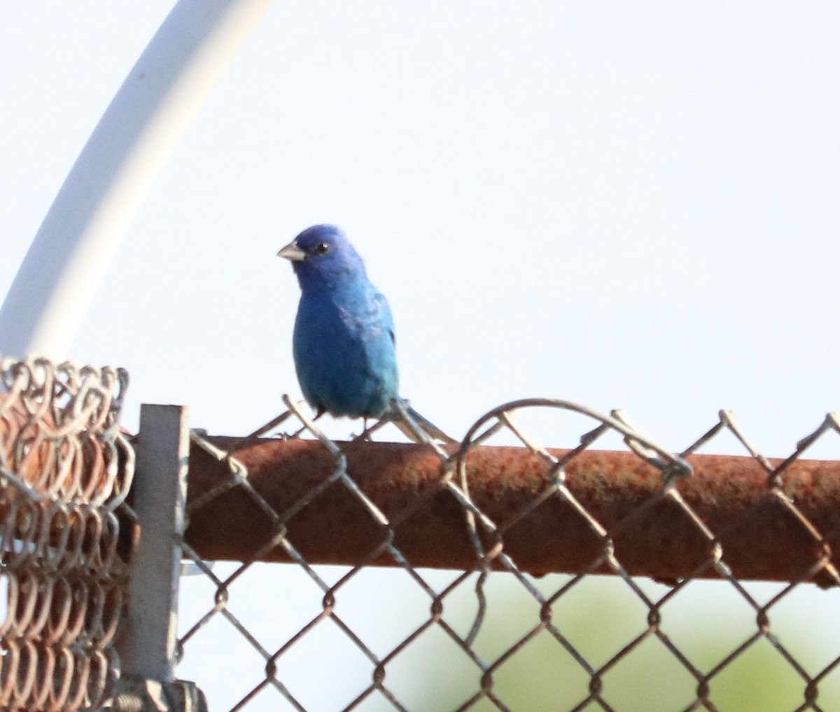 Indigofink - ML328841641