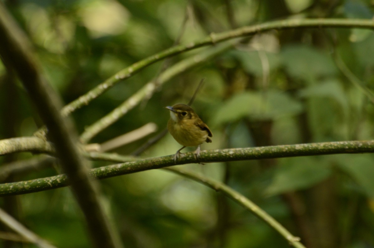 Stub-tailed Spadebill - ML328842091