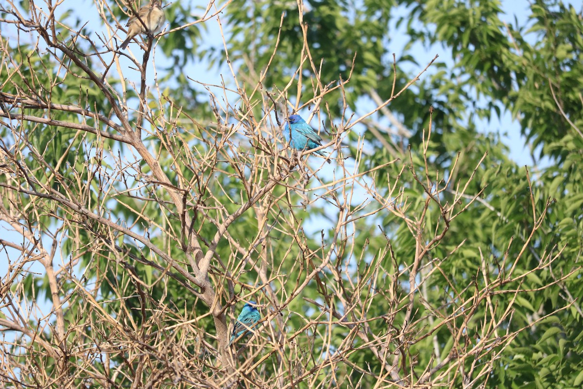 Indigo Bunting - Alice Hempel