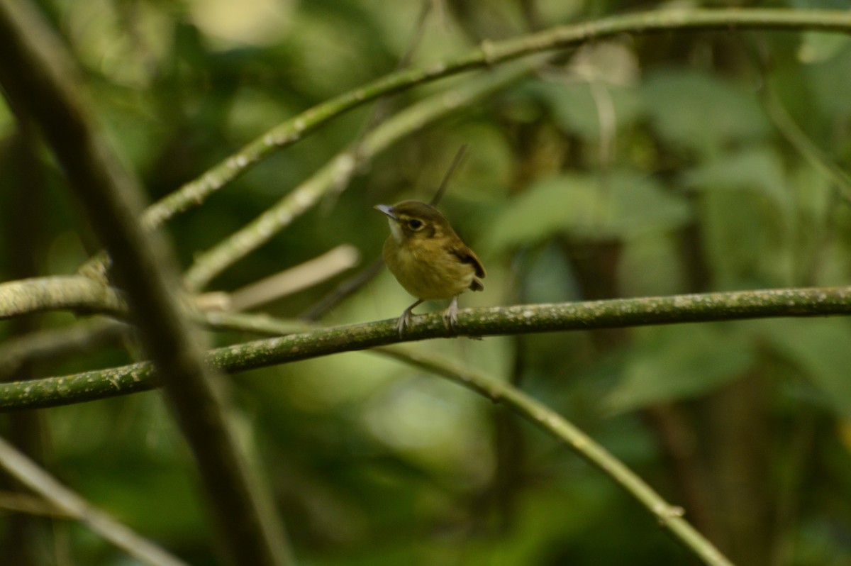 Stub-tailed Spadebill - ML328842761