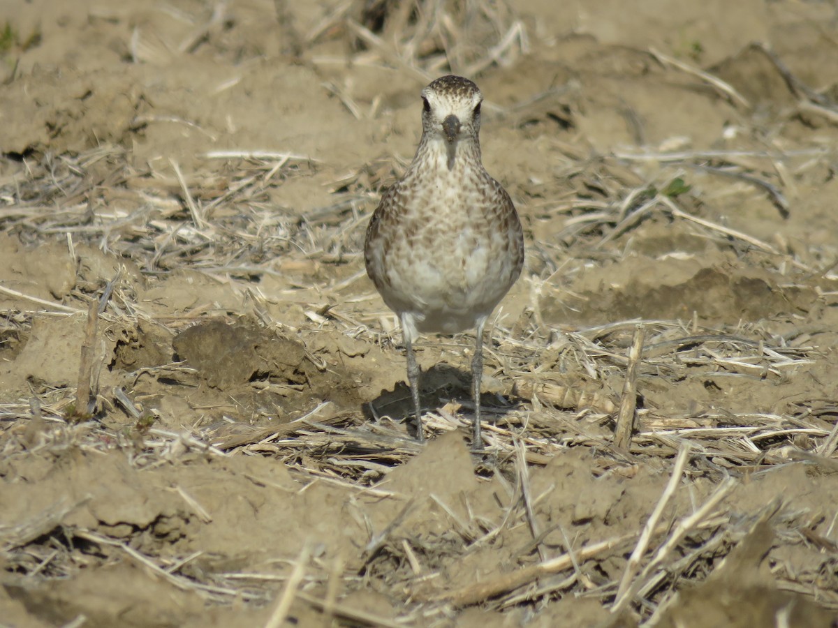 American Golden-Plover - ML328842831