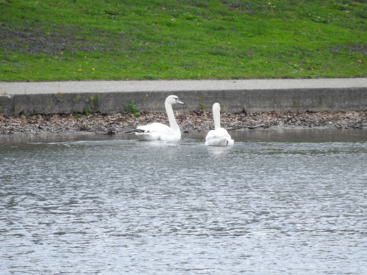 Mute Swan - ML328842901