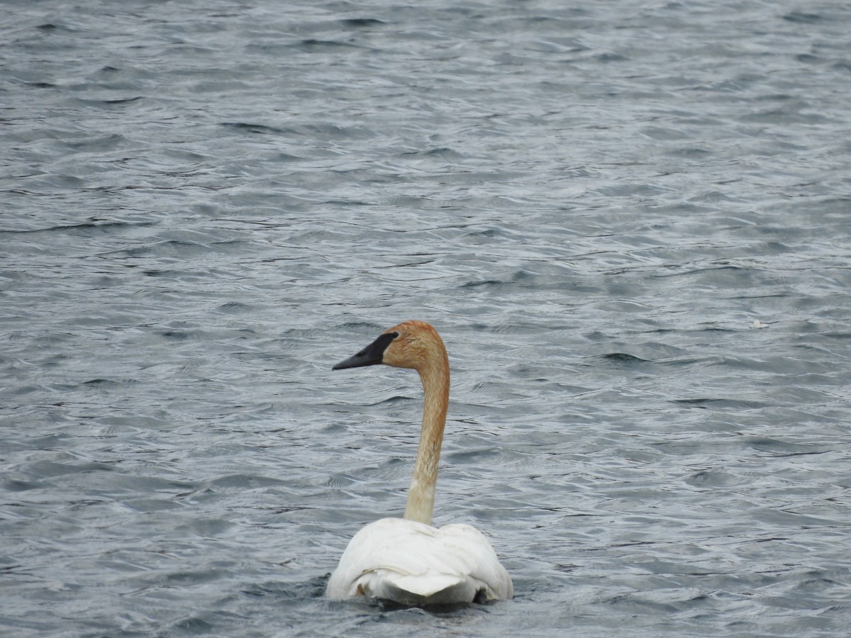 Trumpeter Swan - ML328843101