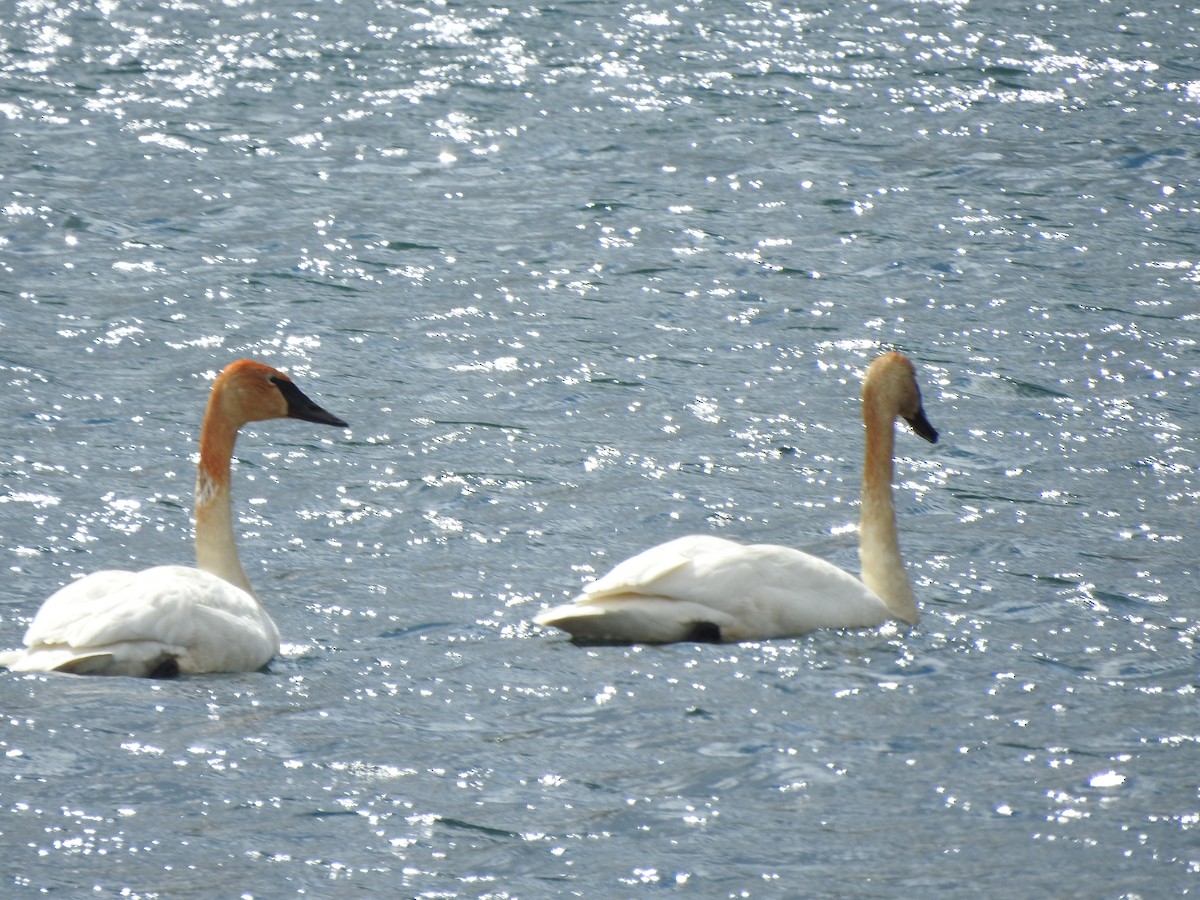 Trumpeter Swan - ML328843111