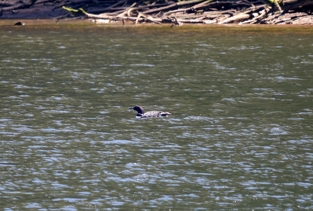 Common Loon - ML328845371