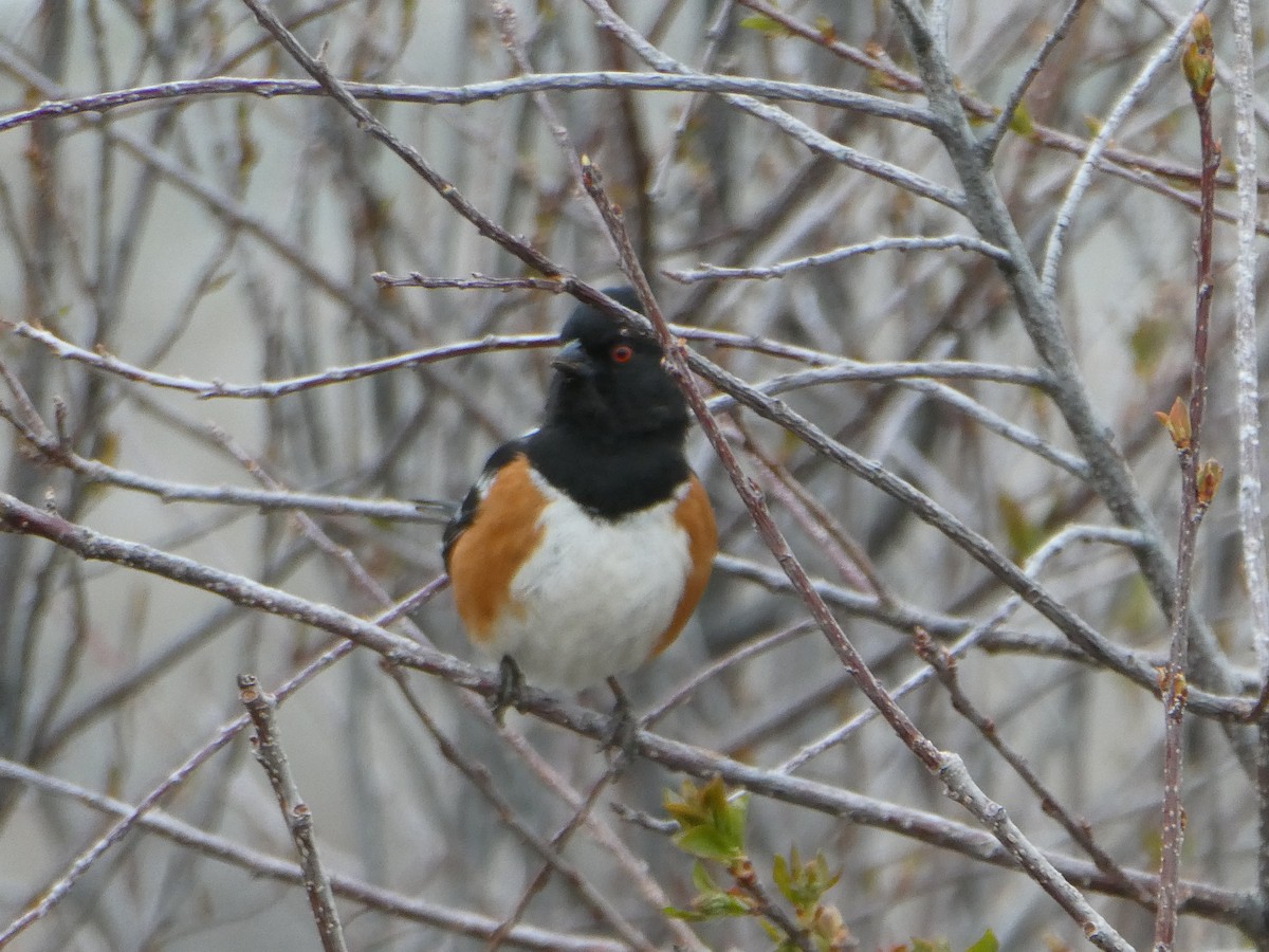 Spotted Towhee - ML328846351