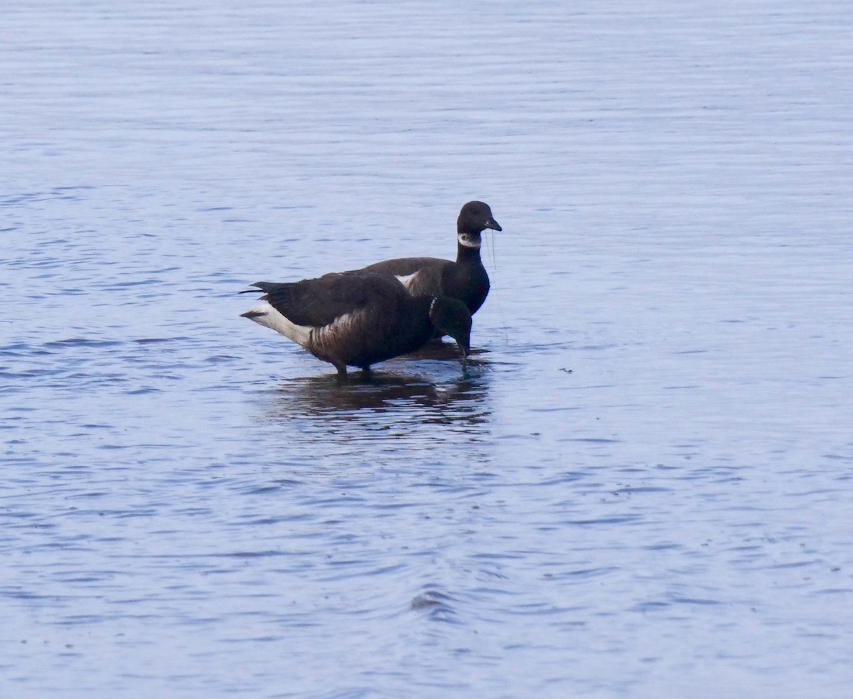 Brant - ML328850021