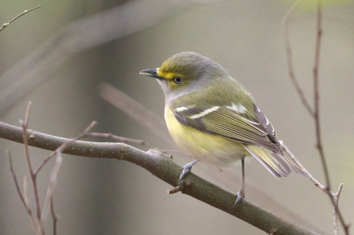 White-eyed Vireo - Adam Cunningham