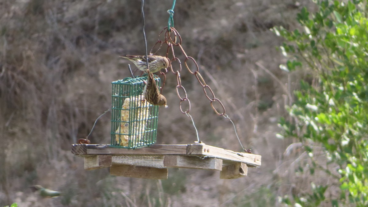 Pine Siskin - ML328852611