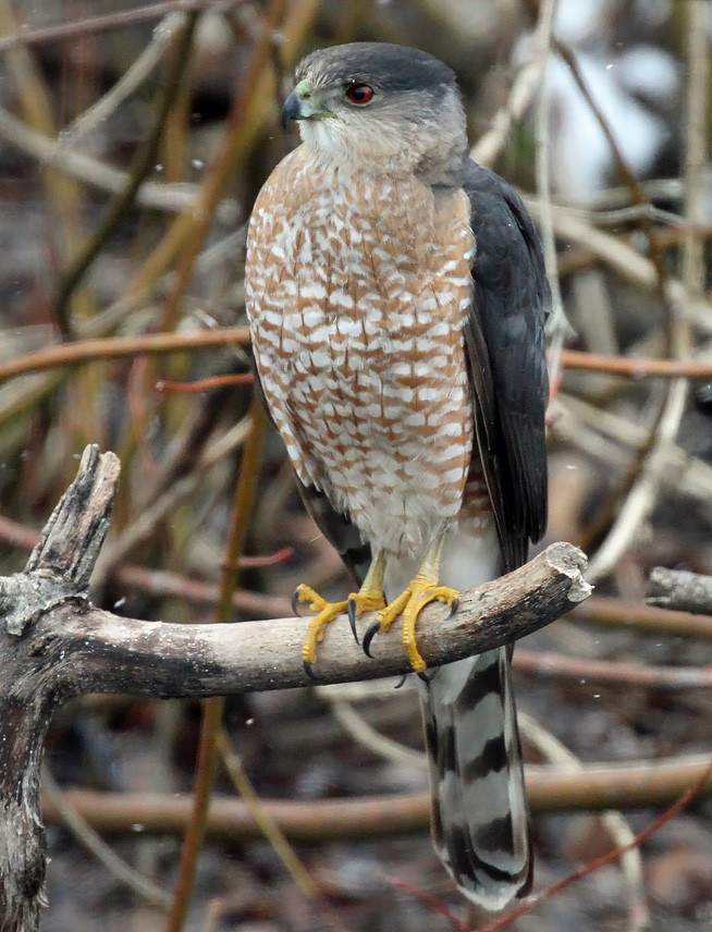 Cooper's Hawk - ML328854021