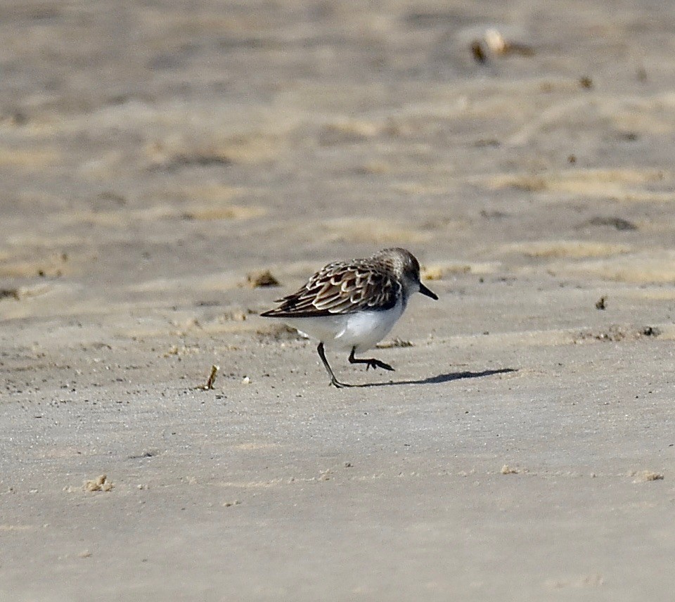 Semipalmated Sandpiper - Michael Brower