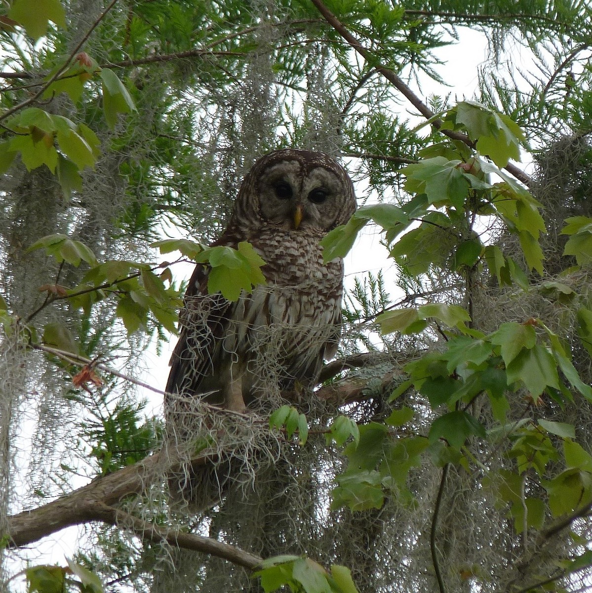 Barred Owl - ML328859051