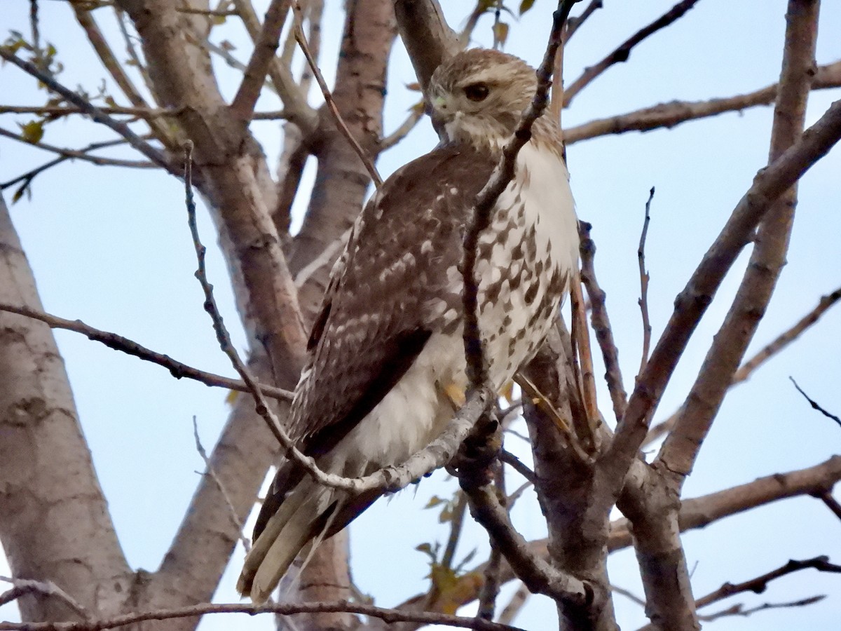Red-tailed Hawk - ML328860001